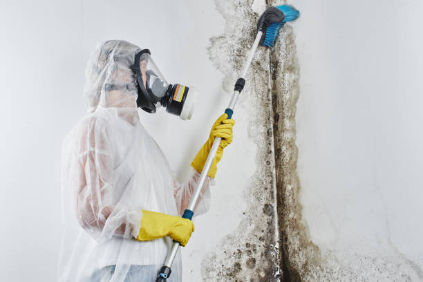 Mold Testing and Removal in Deer Park, OH