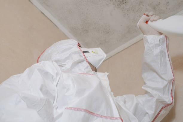 Best Attic Mold Removal  in Deer Park, OH