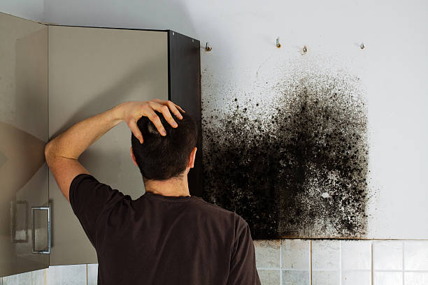 Best Local Mold Removal Service  in Deer Park, OH