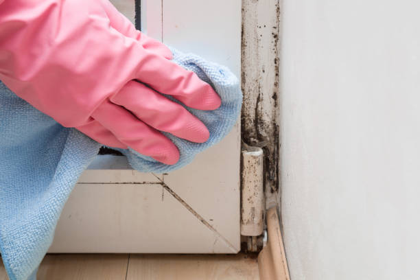 Mold Removal and Inspection in Deer Park, OH