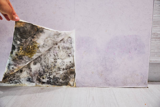 Best Residential Mold Removal  in Deer Park, OH